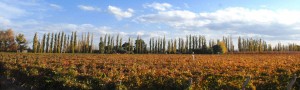 Solandes wijngaard in Mendoza, Argentinië